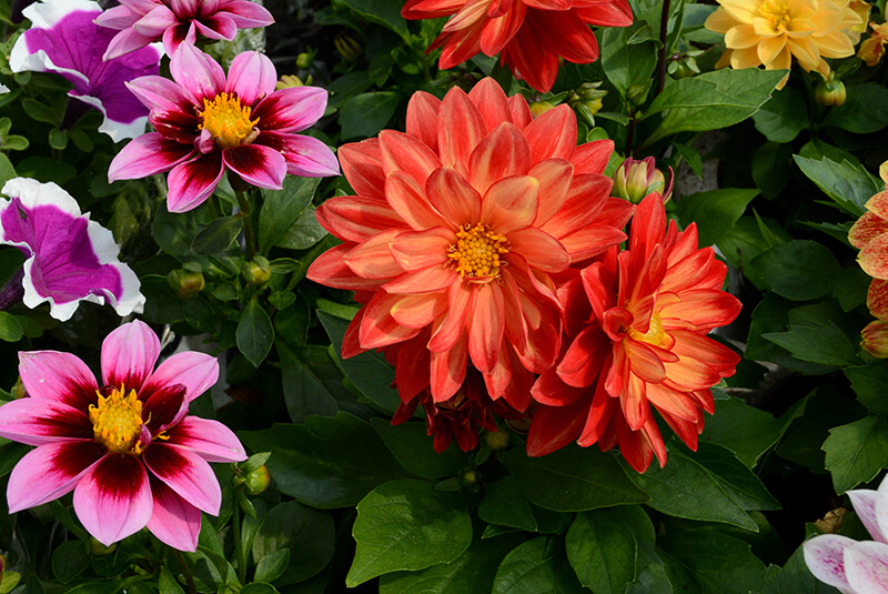 Kwiaty balkonowe-łapanow